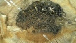 Araszol a fakivágásokat szigorító törvénytervezet