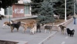 Törvény tiltaná a kóbor kutyák etetését Bukarestben