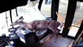 Szélvédőn berepült, majd az ajtón távozott egy őz a buszból (VIDEÓ)