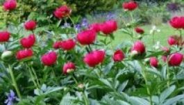 Pünkösd hétfője munkaszüneti nap lesz Székelyföldön