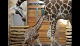 Zsiráfborjú született a budapesti állatkertben