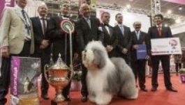 Magyar eb a világ legszebb kutyája