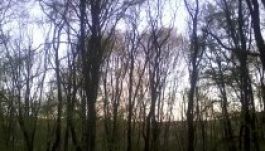 Megtizedelik a Bánffy család Maros megyei erdőit?