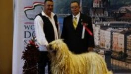 A legszebb magyar pásztorkutya erdélyi