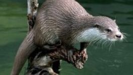 Az európai vidra lett az Év állata