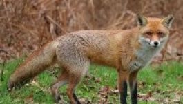 Rókákra vadásznak Sepsiszentgyörgyön