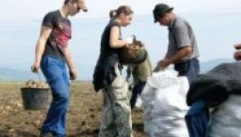 Már nem a pityóka hazája Székelyföld?