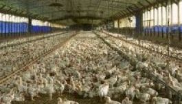 Antibiotikum és emberi egészségre káros szerek a román húsiparban