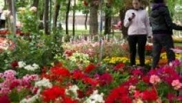 Jövőre is lesz virágszemle Kézdivásárhelyen