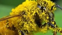 A Greenpeace újabb, a méhekre veszélyes vegyszert talált