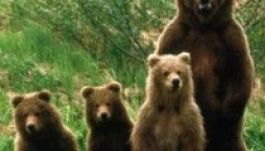 Hat kosztosmedvéje van Szatmár megyének