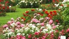 Csaknem százharminc rózsafajta nyílik a szegedi füvészkertben