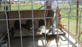 Lakosságnevelő szabályzattal küzdenének a kóborkutyák ellen