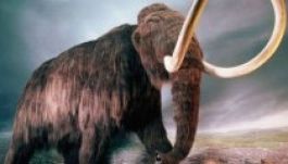 Folyékony vért találtak egy mamuttetemben