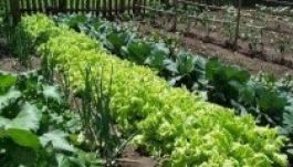 Ezentúl a háztáji veteményes is adóbevallás-köteles