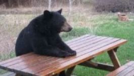 Medvegondok: trófeabiznisz lakossági érdek álcája alatt?