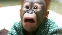 A majmokat is frusztrálják a döntéshelyzetek