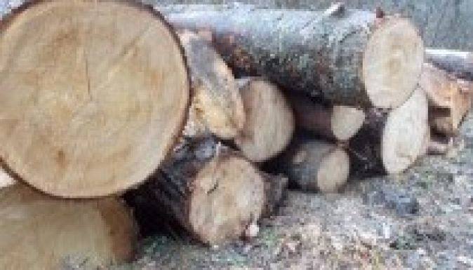 Nemzetközi összefogás a Holzindustrie Schweighofer ellen