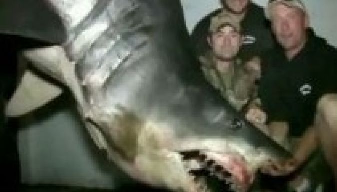 Kifogták a leghatalmasabb cápát?