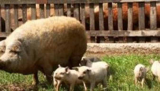 „A mangalicát nem lehet felturbózni”