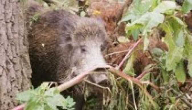 Szigorítaná a vadkárok kezelésének szabályait Tánczos Barna