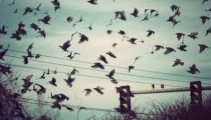 Galambok potyognak a bolgár égről