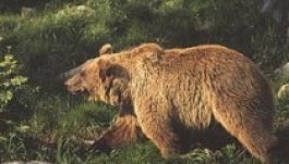 Nyomkövető nyakörvet kapott a WWF-től egy barnamedve