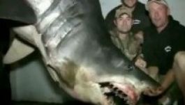 Kifogták a leghatalmasabb cápát?