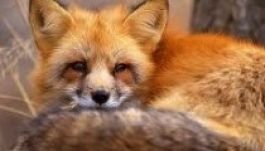 Elaltatják a városi rókákat Sepsiszentgyörgyön