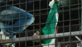 Zajlik a kivizsgálás a magyarzászló-égetés ügyében