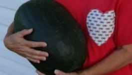 Rekordárat fizettek Japánban egy feketehéjú görögdinnyéért