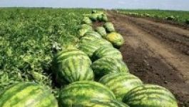 Kevés lesz a dinnye az idén