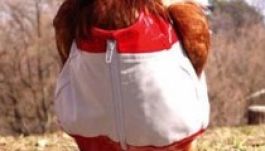 Brit tudósok: a tyúkok okosabbak a gyerekeknél