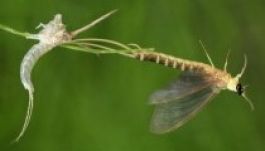 Néhány napig virágzik a Tisza