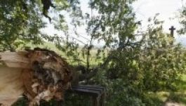 Vihar rongálta meg Erdély leghíresebb fáját, a szentléleki hárst