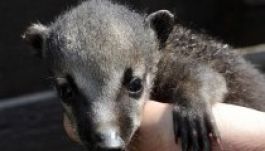 Ormányosmedve-kölykök születtek a budapesti állatkertben