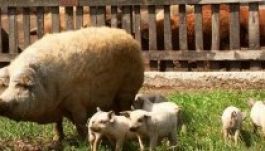 „A mangalicát nem lehet felturbózni”