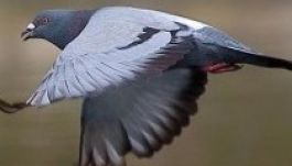 Túlszárnyalta a madarászok elképzeléseit egy távrepülő galamb