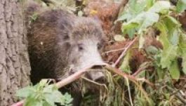 Szigorítaná a vadkárok kezelésének szabályait Tánczos Barna