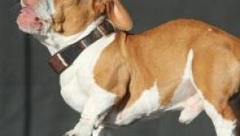 Mintha photoshoppolták volna az év legrondább kutyáját