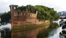 Erdő nőtt egy százéves hajóroncson