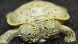 Két nevet kapott a San Antonió-i kétfejű teknős