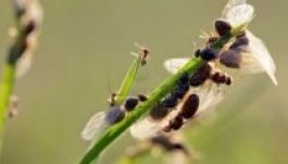 A hangyák a légi csoportos szexet kedvelik