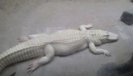 Nem Moby Dick volt az egyetlen híres albínó állat