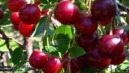 Sorra hunynak el mérgezésben a vajdasági meggyszedők