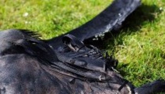 Alonso megúszta, örülhet az életének