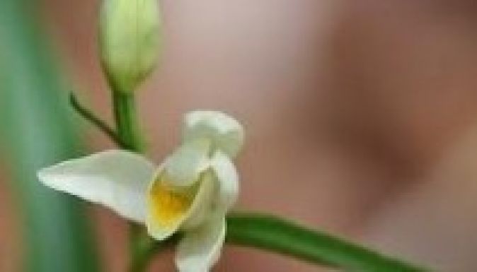 A trónörökös születését jelzi az újfajta orchidea felbukkanása?