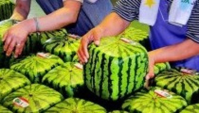 Termeszthető génmódosított növény a Natura 2000 területén