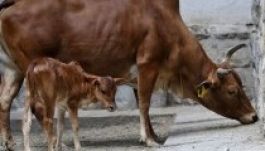 Törpezebu született a budapesti állatkertben