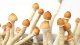 Varázsgomba képes kitörölni a félelemérzetet az egerekből